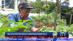 BERITA VIDEO : MANFAATKAN PEKARANGAN RUMAH WAKIL KETUA DPRD TORUT, IMBAU WARGA BERCOCOK TANAM DI TENGAH PANDEMI
