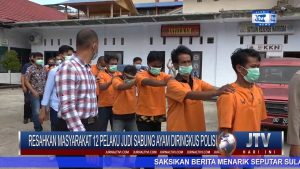 BERITA VIDEO : RESAHKAN WARGA, 12 PELAKU JUDI SABUNG AYAM DI TANA TORAJA DIRINGKUS POLISI