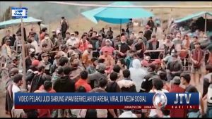 BERITA VIDEO : VIDEO VIRAL BERKELAHI DI ARENA JUDI SABUNG AYAM, PENYEDIA TEMPAT TERANCAM DISANKSI PASAL BERLAPIS