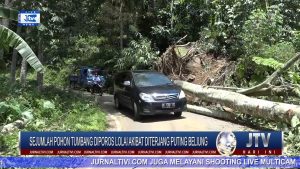BERITA VIDEO : SEJUMLAH POHON TUMBANG DIPOROS LOLAI, AKIBAT DITERJANG ANGIN PUTING BELIUNG