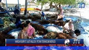 BERITA VIDEO : HARGA RUMPUT LAUT ANJLOK, PETANI DI MAMUJU TENGAH TERANCAM MERUGI