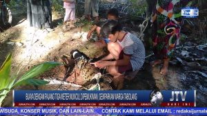 BERITA VIDEO : BUAYA DENGAN PAJANG TIGA METER MUNCUL DIPEMUKIMAN, GEMPARKAN WARGA TABOLANG