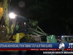 Berita Video : Pohon Tumbang Menutup Badan Jalan, Membuat Jalur Trans Sulawesi Lumpuh