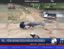 Berita Video : Viral.! Kerbau Mengamuk Seruduk Warga Saat Akan Disembelih
