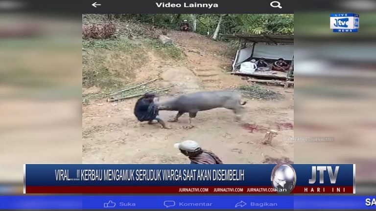 Berita Video : Viral.! Kerbau Mengamuk Seruduk Warga Saat Akan Disembelih