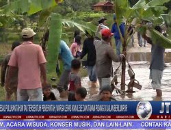 Berita Video : Kesal Puluhan Tahun Tak Tersentuh Pemerintah, Warga Lepas Ikan Lele dan Tanam Pisang di Jalan Poros Batualu
