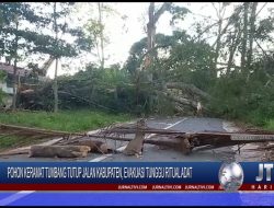 Berita Video : Pohon Keramat Tumbang Tutup Jalan Kabupaten, Evakuasi Tunggu Ritual Adat