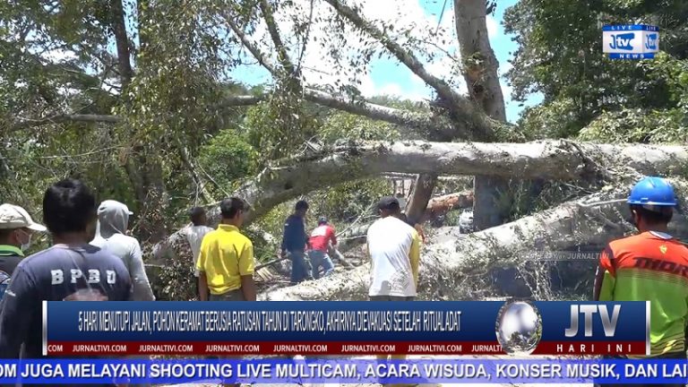 Berita Video : 5 Hari Menutupi Jalan, Pohon Keramat Berusia Ratusan Tahun di Tarongko, Akhirnya Dievakuasi Setelah Ritual Adat