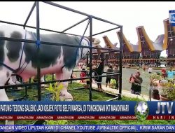 Berita Video : Patung Tedong Saleko Jadi Objek Foto Selfi Warga, di Tongkonan IKT Manokwari