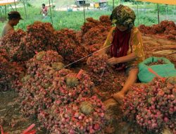 Harga Bawang Merah Naik Pasca Lebaran di Enrekang