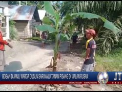Berita Video : Bosan Dijanji, Warga Dusun Sari Maju Tanam Pisang Dijalan Rusak, Sebagai Buntut Kekecewaan Terhadap Pemerintah