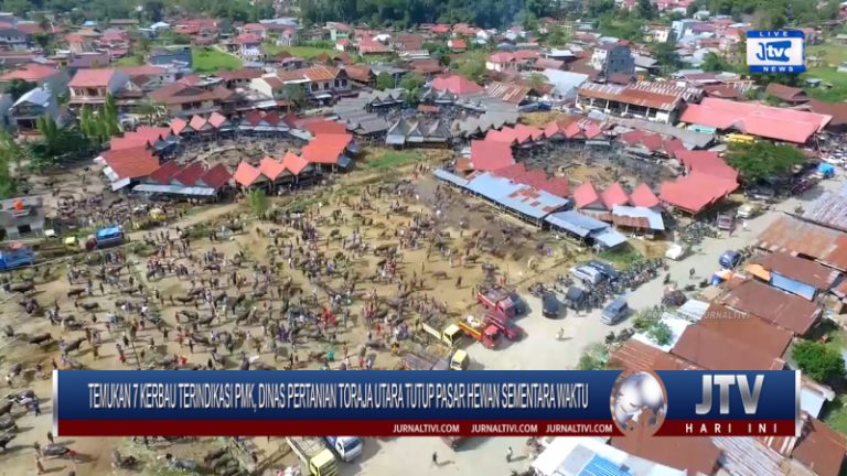 Berita Video : Temukan 7 Kerbau Terindikasi PMK, Dinas Pertanian Toraja Utara Tutup Pasar Hewan Sementara Waktu