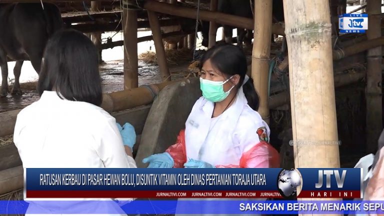 Berita Video : Ratusan Kerbau di Pasar Hewan Bolu, Disuntik Vitamin Oleh Dinas Pertanian Toraja Utara