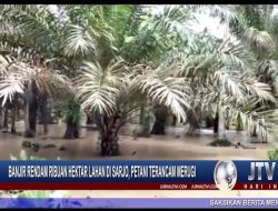 Berita Video : Banjir Rendam Ribuan Hektar Lahan di Sarjo, Petani Terancam Merugi