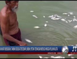 Berita Video : Ikan Mati Mendadak, Tambak Diduga Tercemar Limbah, Petani Terancam Merugi Hingga Puluhan Juta