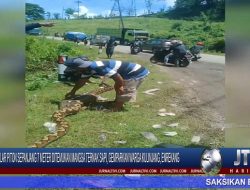 Berita Video : Ular Piton Sepanjang 7 Meter Ditemukan Mangsa Ternak Sapi, Gemparkan Warga Kulinjang, Enrekang