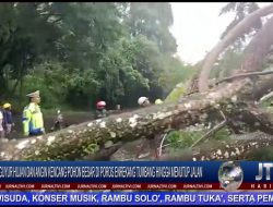 Berita Video : Diguyur Hujan dan Angin Kencang, Pohon Besar di Poros Enrekang Tumbang Hingga Menutup Badan Jalan