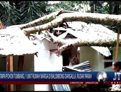 Berita Video : Ditimpa Pohon Tumbang, 1 Unit Rumah Warga di Balombong Sangalla, Rusak Parah