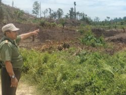 Dapat Laporan Perambahan, TIM KPH Pasangkayu Dapati Hutan Konservasi Gundul