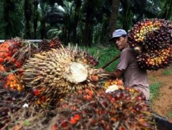 Petani  Lariang Pasangkayu, Harap Pemerintah Hadir Selesaikan Konflik Lahan Sawit