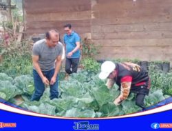 Produksi Sayur Kol di Nosu Menjanjikan, Pj Bupati Mamasa : Petani Harus Mendapat Perhatian
