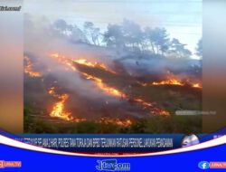 Berita Video : 30 Hektar Hutan Pinus Terbakar Selama 2 Hari, Polres Tana Toraja dan BPBD Terjunkan Ratusan Personel Lakukan Pemadaman
