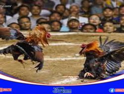 Selama Tahun 2023 Polres Toraja Utara Tindak 32 Praktek Perjudian, 2 Diantaranya Diproses Hukum