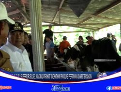 Berita Video : Kunjungi Peternak Sapi Perah di Enrekang, Pj Gubernur Sulsel Ajak Warga Tingkatkan Produksi