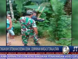 Berita Video : Potongan Bayi Ditemukan Disemak-Semak, Gemparkan Warga di Toraja Utara