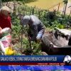 Berita Video : Nekat Tanam Ganja di Kebun, 2 Orang Warga Enrekang Diamankan Polisi
