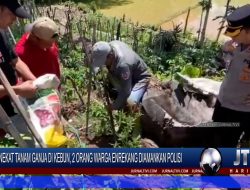 Berita Video : Nekat Tanam Ganja di Kebun, 2 Orang Warga Enrekang Diamankan Polisi