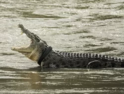Buaya Sepanjang 2 Meter Yang Sering Terkam Warga di Muara Berhasil Ditangkap