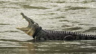 Buaya Sepanjang 2 Meter Yang Sering Terkam Warga di Muara Berhasil Ditangkap