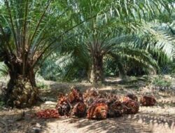 Pemkab Pasangkayu dan PT Palma Sumber Lestari Bersama Selesaikan Permasalahan Petani Sawit