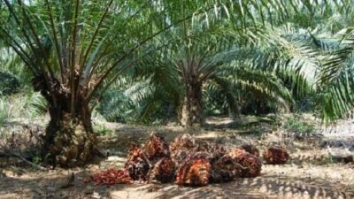 Pemkab Pasangkayu dan PT Palma Sumber Lestari Bersama Selesaikan Permasalahan Petani Sawit