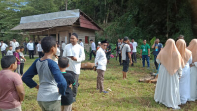 3 Ekor Sapi Kurban Positif Cacingan Disembelih, Dagingnya Dibagikan Kemasyarakat di Mamuju