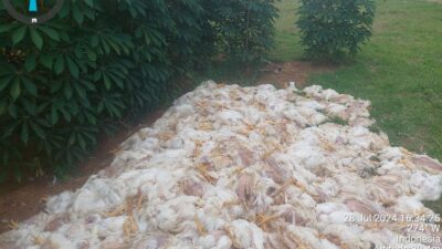 Peternak Mengamuk Gegara PLN Padamkan Listrik Secara Sepihak Ribuan Ekor Ayam Mati 