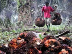 Pemkab Pasangkayu Mediasi Konflik Lahan Antara PT GLPM dan PT Letawa untuk Kesejahteraan Bersama