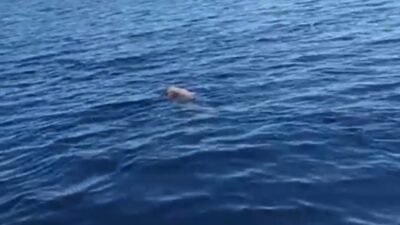 Inilah Identitas Pria Berkacamata Renang Yang Ditemukan Tewas Mengapung di Perairan Mamuju