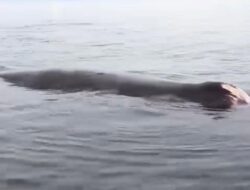 Ikan Paus Raksasa Terdampar di Pulau Karampuang Kondisinya Memperihatinkan