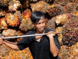 Harga TBS Tidak Dibayarkan Oleh PT WKSM Selama 4 Bulan Petani Sawit Menjerit