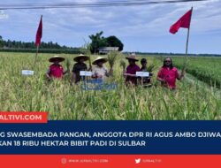 Dukung Swasembada Pangan, Anggota DPR RI, Agus Ambo Djiwa Siap Salurkan 18 Ribu Hektar Bibit Padi di Sulbar