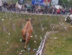 Demo Tolak Tambang Pasir Diwarnai Sapi Mengamuk Ricuh, Seorang Massa Aksi Diamankan Polisi
