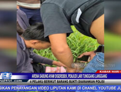 Berita Video : Arena Sabung Ayam Digerebek, Penjudi Lari Tunggang Langgang, 4 Pelaku Berikut Barang Bukti Diamankan Polisi