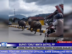 Berita Video : Membahayakan Pengendara, Bupati Torut Minta Satpol PP Tindak Pelaku Ma’palopas Tedong Petarung