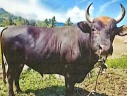 Presiden Prabowo Subianto Sumbang Sapi Kurban untuk Masyarakat Enrekang Jelang Iduladha 1446 H