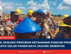 PT MUL Dukung Program Ketahanan Pangan Prabowo Subianto Gelar Panen Raya Jagung Serentak