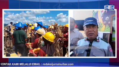 Berita Video : Dukung Program Ketahanan Pangan, PT Mul Gelar Panen Raya Jagung di Tommo