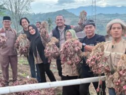 Gubernur Kalimantan Utara Tinjau Kebun Bawang di Enrekang, Bahas Kerjasama Antar Daerah