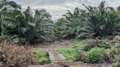 Masyarakat Transmigrasi Rawa Indah Desak  BPN Lakukan Pengukuran Ulang Lahan Milik Warga 